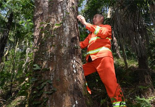 内江：夫妻相伴 护林40载