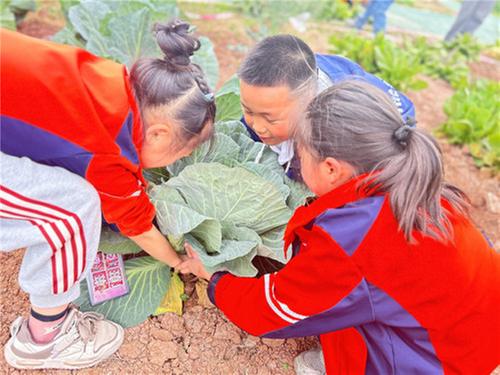 菜园种美好 “耕” 读育新人！成都东部新区石板凳街道联合先锋小学校开展劳动实践活动