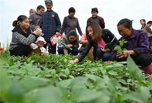 东兴区：科技人员下沉一线为春耕生产护航