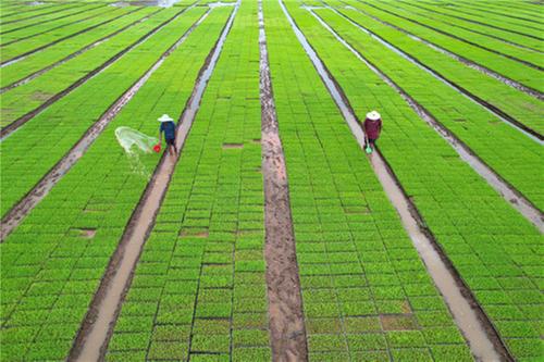内江：清明时节育秧忙