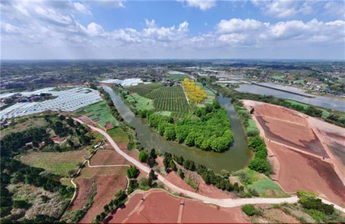 东兴区：黄花风铃木“金”艳怒放 游客打卡正当时