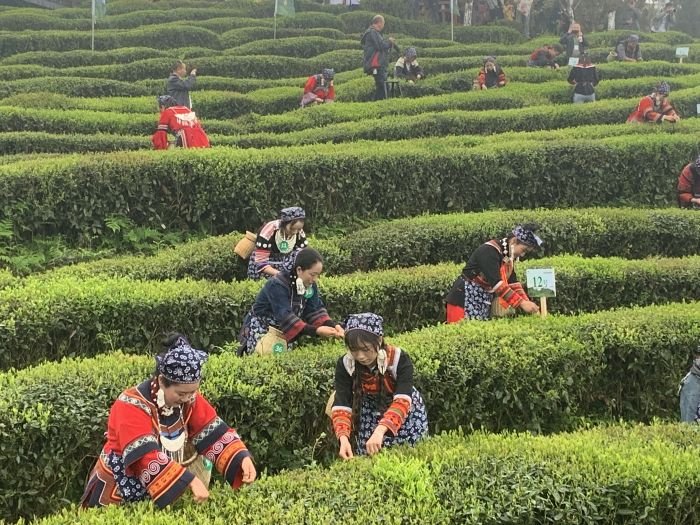 2024“马边绿茶”采茶季系列活动在马边举行