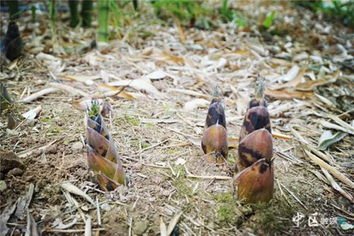 内江市市中区：“小雷竹”变大产业 生态富民“节节高”