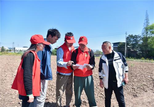 洪雅县：农技人员活跃在田地间