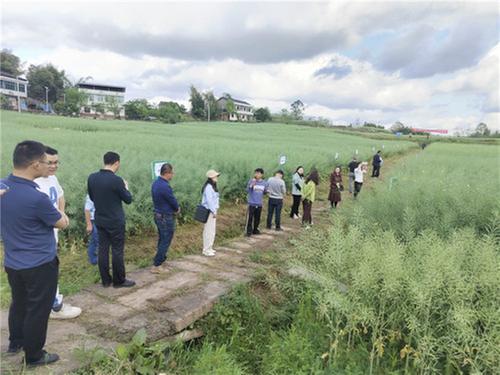 广安市2024年小春高产高效及新品种示范现场培训会在岳池县召开
