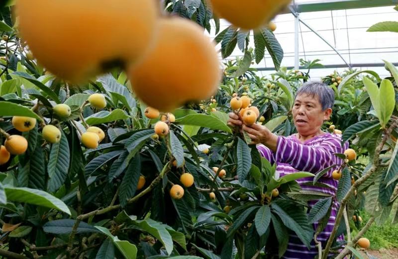 仁寿县：枇杷入住智慧大棚 实现手机“全程监测” 