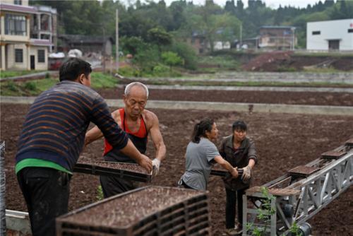 东兴区：“秧保姆”助丰收