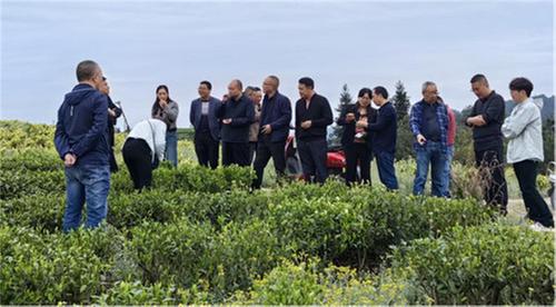 威远县科协全体常委开展主题调研 助力茶叶产业提质增效