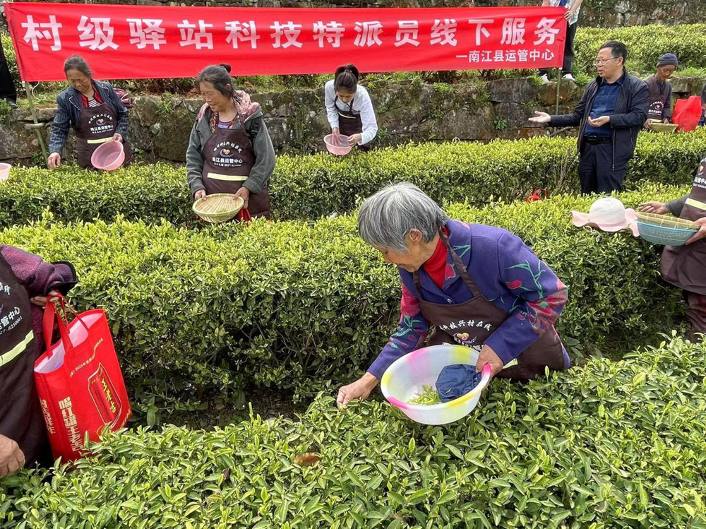 专家深入茶园面对面提供技术服务