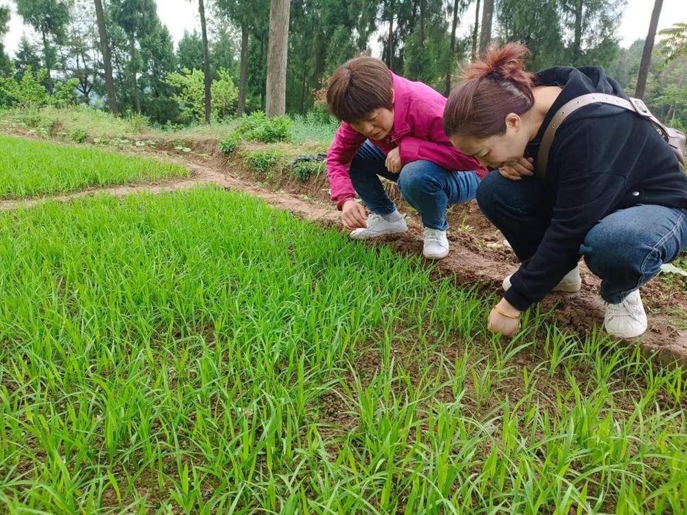石孔乡：人勤春来早 春耕备耕忙