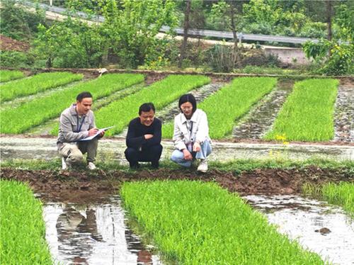 人民阅卷听民声 护安纪委保春耕