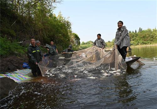 东兴区：“生态鱼”助力“幸福河湖”