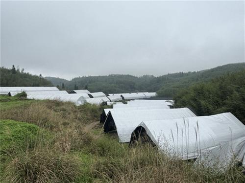 邻水县：小平菇“链”出大产业