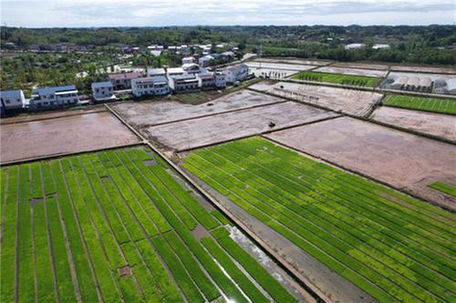 内江市：谷雨至 插秧忙