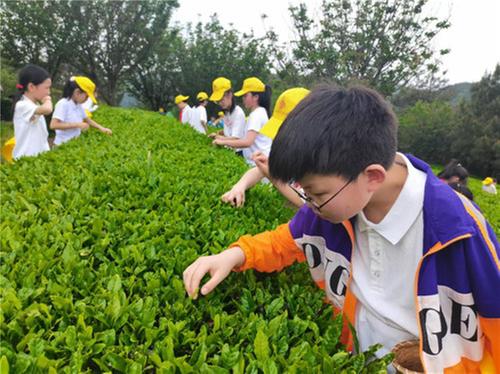 南江县青少年活动中心辅导站开展“ 体验农耕，茶话中国”春季研学暨实践体验活动