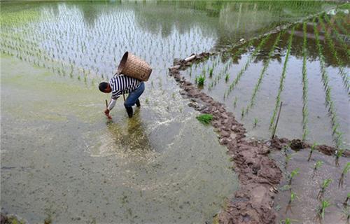 东兴区：奏响春耕“交响曲”