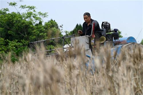 东兴区：撂荒地上麦飘香