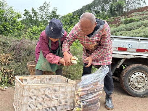 丹棱县古井村：雷竹笋迎丰收 绿了青山富了百姓
