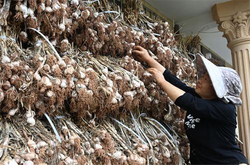 内江：“蒜”出致富路