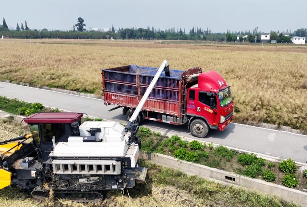 青神县：万亩油菜喜开镰 机械化收割减损增效