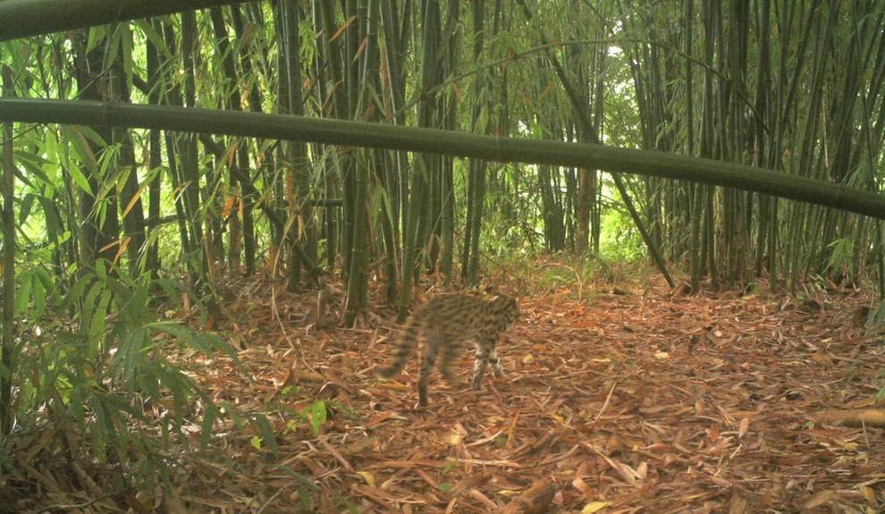青神县：保护生物多样性 共建生态和谐家园
