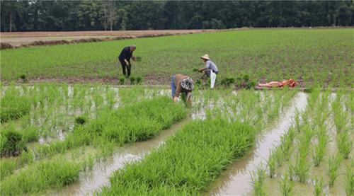 丹棱县：油菜抢收 水稻抢种 田间地头农事忙