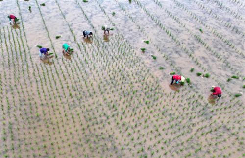 东兴区：高标准农田插秧忙