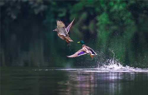 洪雅县：万物生灵 美美与共