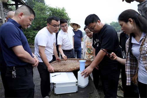 面积增加1.5万亩 总产1万吨 广安区3.52万亩小麦喜获丰收