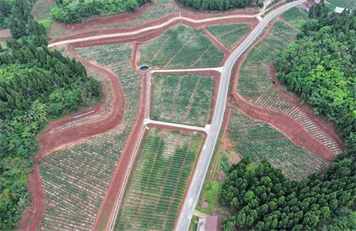 内江东兴区：初夏农田披绿装