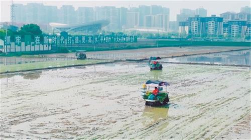 青神：科技赋能助插秧