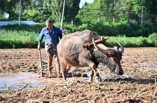 东兴区：建好“粮仓”筑“丰”景