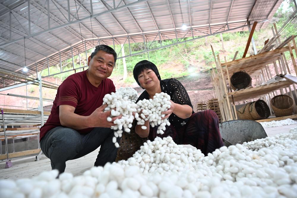 内江市东兴区：小蚕茧成就大产业