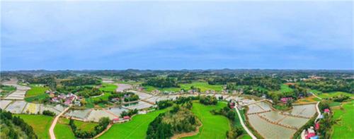 奋力打造天府粮仓丘区示范！简阳市召开玉米高产示范现场会