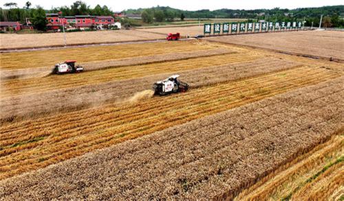 仁寿小麦丰收，缘何被关注？