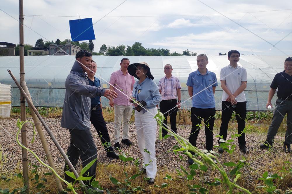 岳池县多措并举提升豇豆种植质效