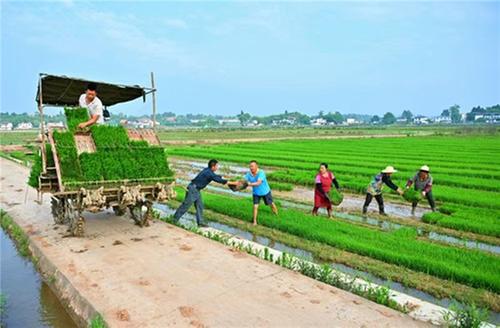仁寿县：种满种尽 沃野田畴探新绿