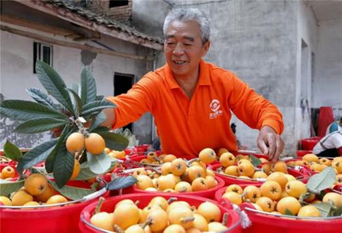 初夏果香浓 寻味仁寿“甜”