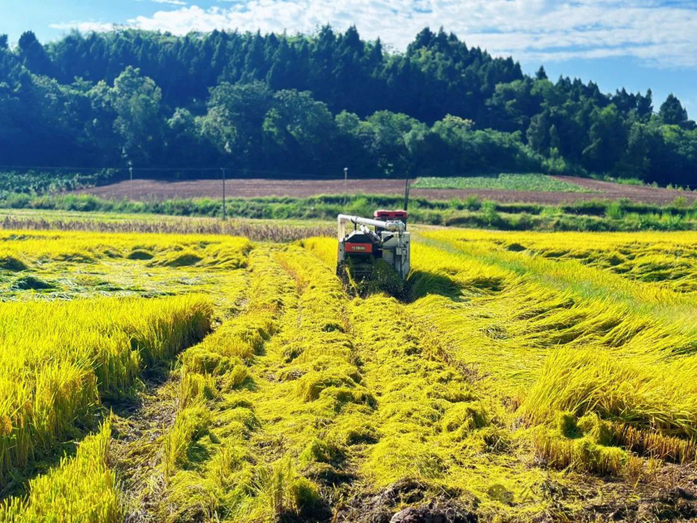 简阳市青龙镇：以“三化”推动农业高效发展