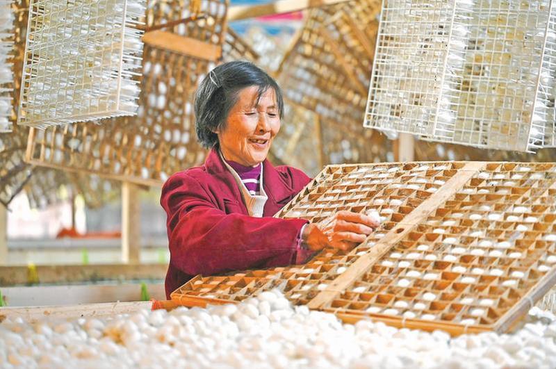 采收晚秋蚕茧