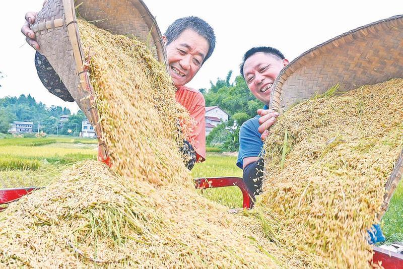 稻香四溢 颗粒归仓