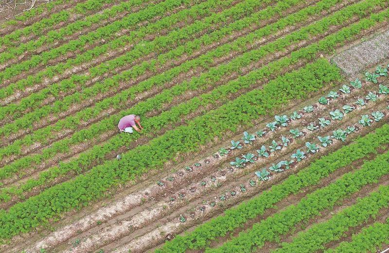 精品菜园绘“丰”景