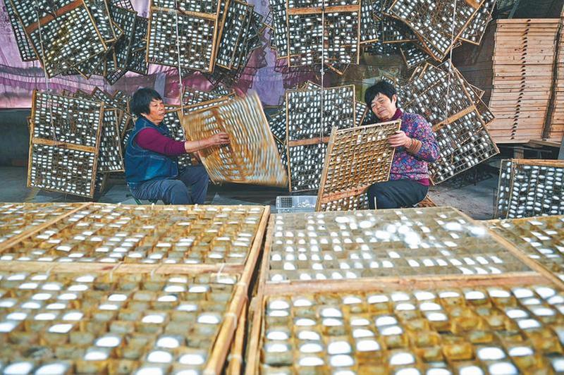 晚秋蚕茧助农增收