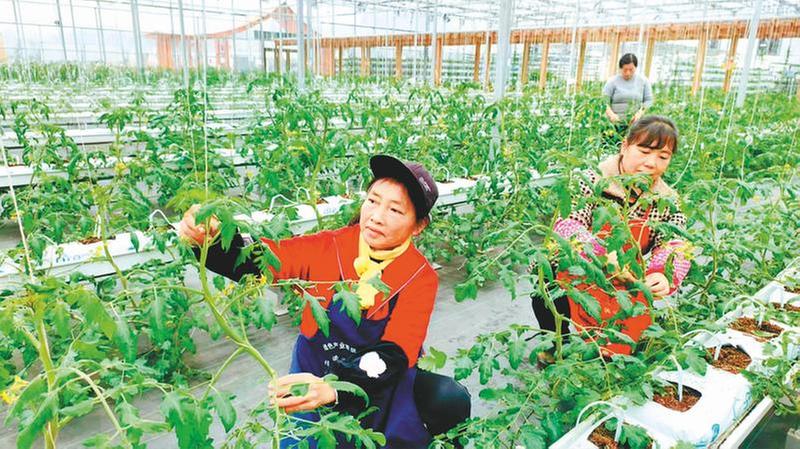 智慧农业激活乡村发展新动能