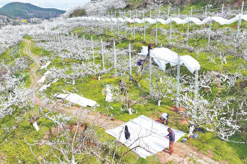 果园搭起智能“防护伞”