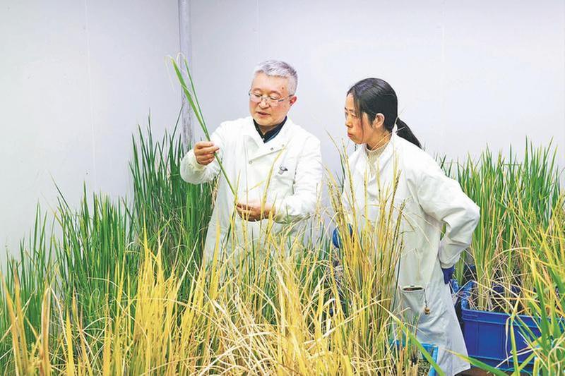 我国科学家发现野生稻“长寿基因”