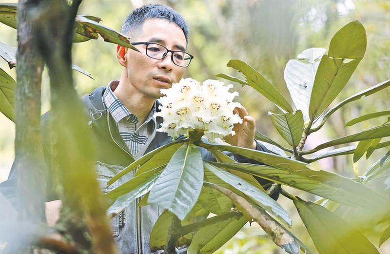 人工培育29年的珍贵高山杜鹃首次开花