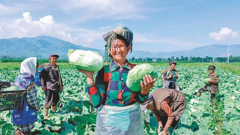 高山甘蓝亩产6944公斤